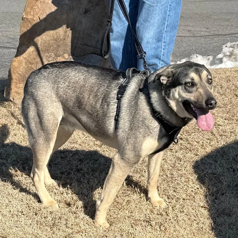 Lulu