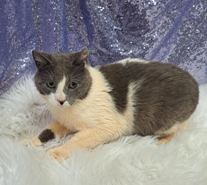 An adult medium-sized male Gray & White Domestic Short Hair cat named Quail for adoption in Clarkesville, GA