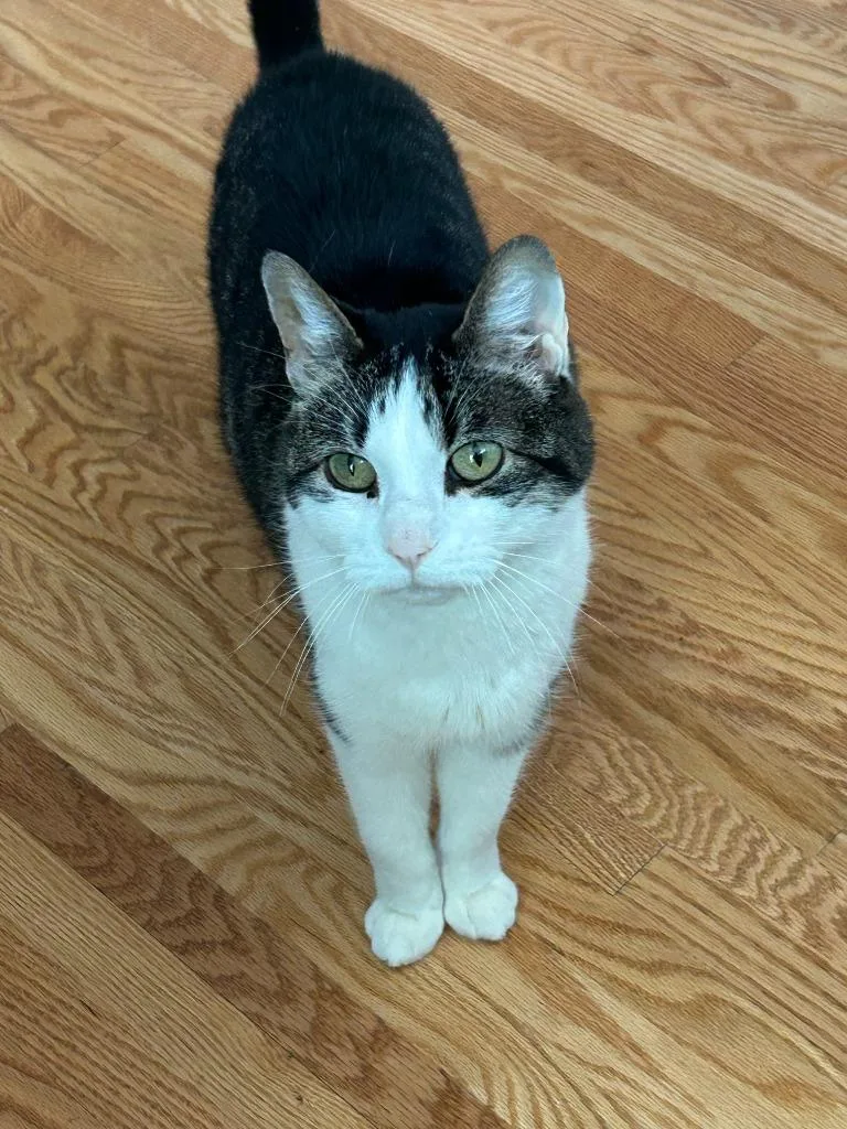 A senior small-sized female Domestic Short Hair cat named Ella for adoption in Minneapolis, MN