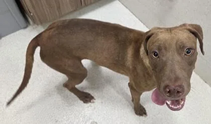 An adult medium-sized female Labrador Retriever dog named Lovey for adoption in Honolulu, HI
