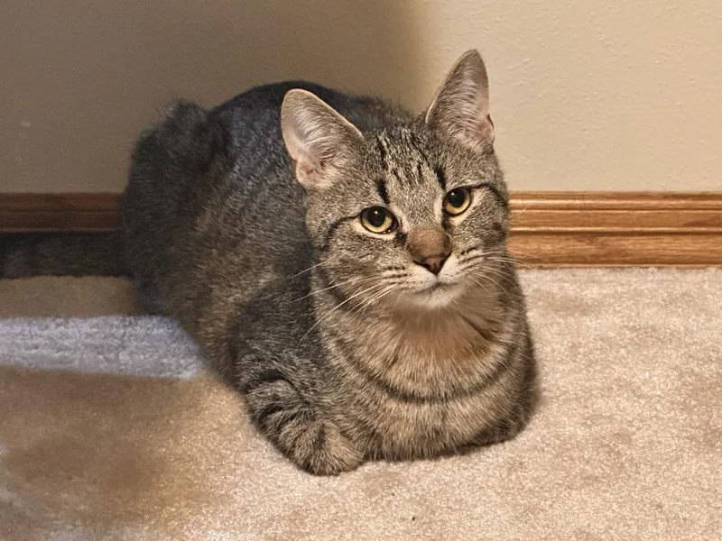 A baby medium-sized male Tabby (Brown / Chocolate) Domestic Short Hair cat named Norm for adoption in Sisseton, SD