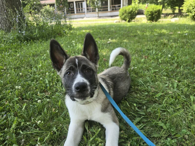 A baby large-sized female Tricolor (Brown, Black, & White) Akita dog named Bubbles for adoption in Chicago, IL
