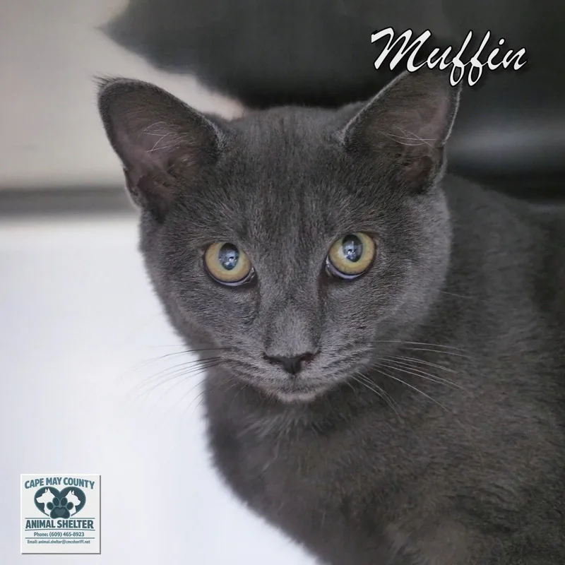 A young medium-sized female Domestic Short Hair cat named Muffin for adoption in Cape May Court House, NJ