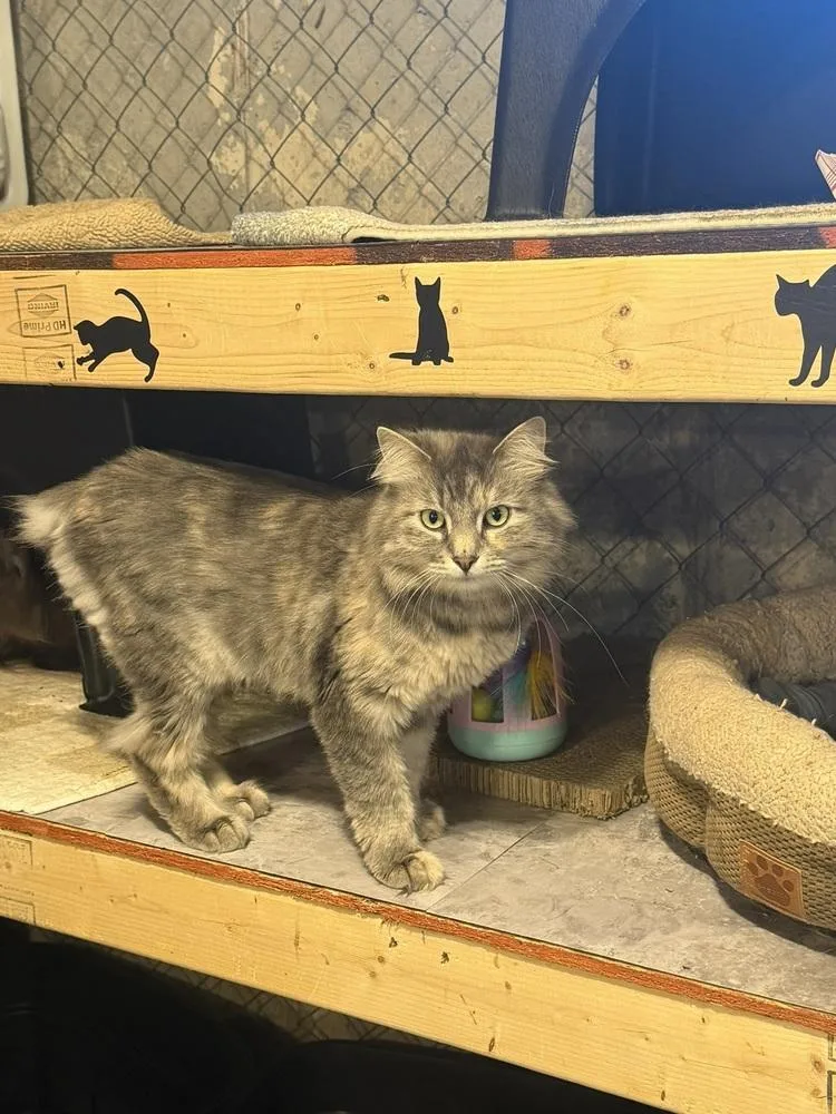 An adult large-sized female Gray & White Domestic Long Hair cat named Sage for adoption in Bolton, CT