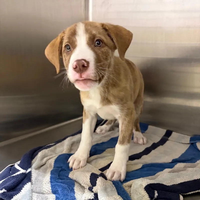 A baby medium-sized male Mountain Cur dog named Lincoln for adoption in Cumming, GA