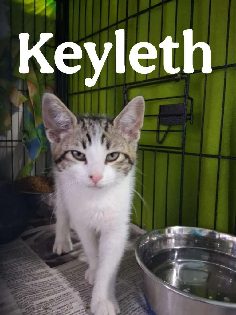A baby small-sized female Domestic Short Hair cat named Keyleth for adoption in Hillsboro, OH