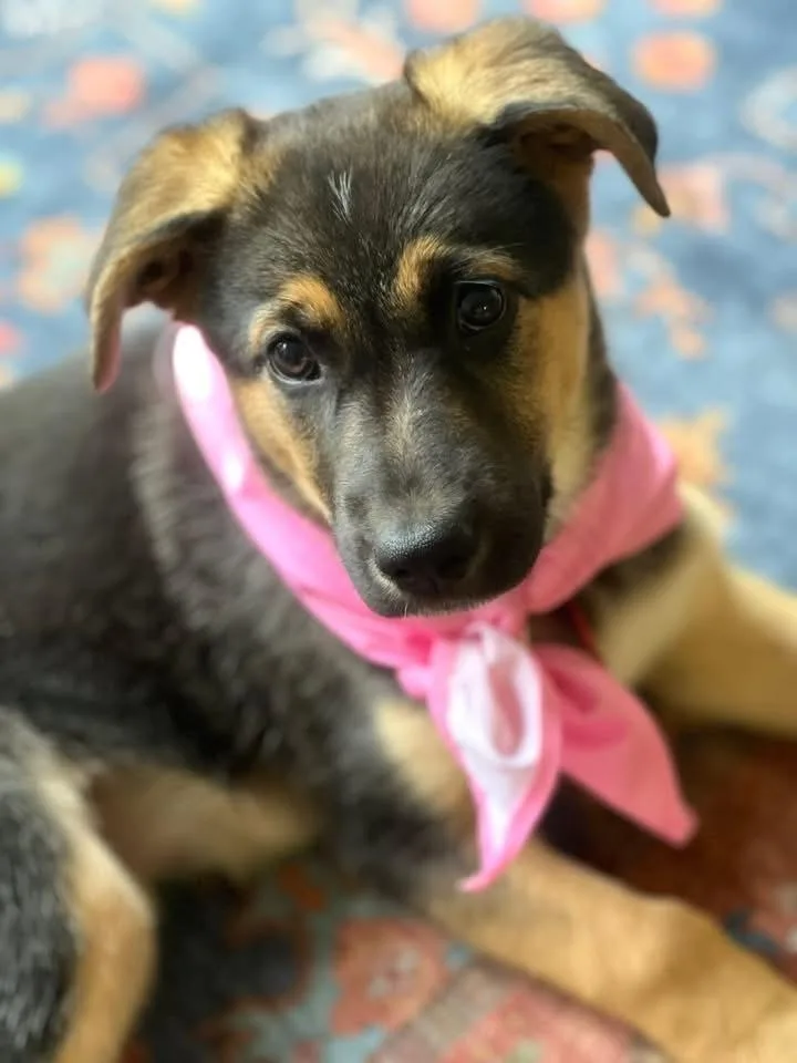 A baby large-sized female Brown / Chocolate Shepherd dog named Sage for adoption in Richardson, TX