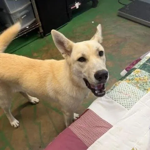 A young medium-sized female Golden Shepherd dog named Champagne for adoption in Hattiesburg, MS