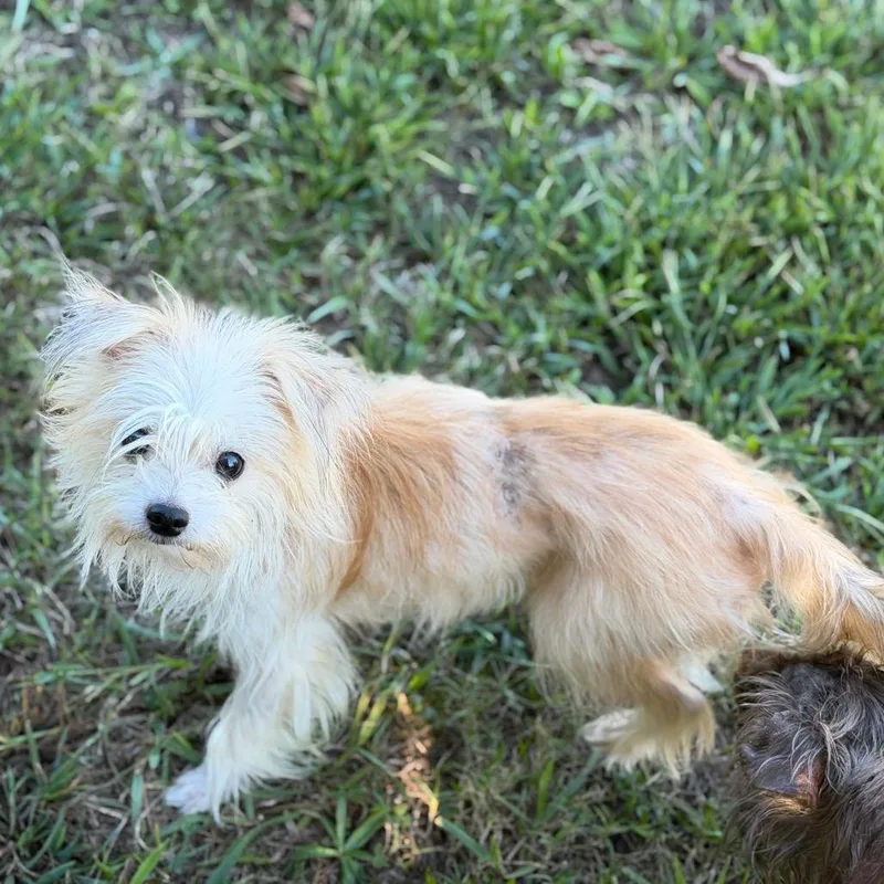 An adult small-sized male Maltese dog named Falcor for adoption in Sequatchie, TN
