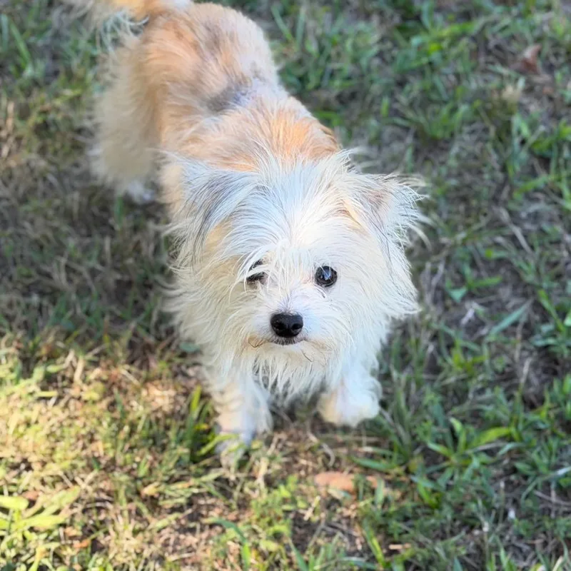 Falcor thumbnail 2
