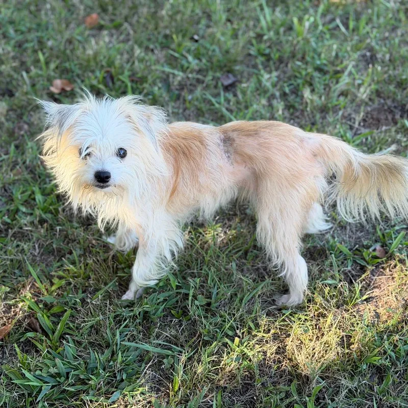 Falcor thumbnail 3