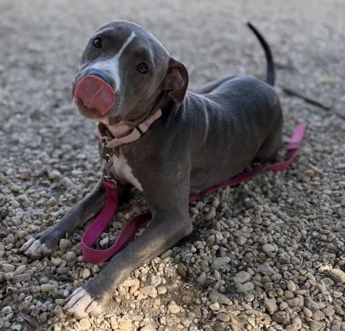 An adult medium-sized female Mixed Breed dog named Puddle for adoption in Pensacola, FL