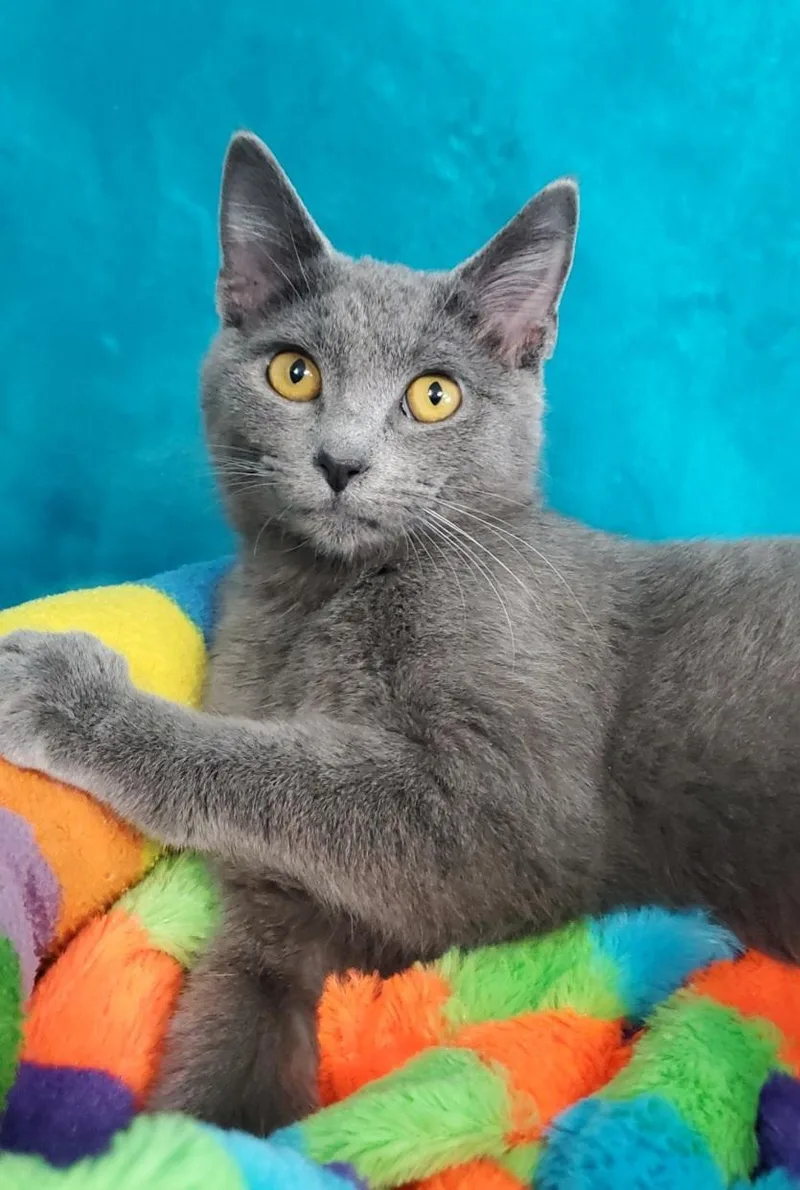 A young medium-sized female Gray / Blue / Silver Domestic Short Hair cat named Izzy for adoption in Greenville, IL