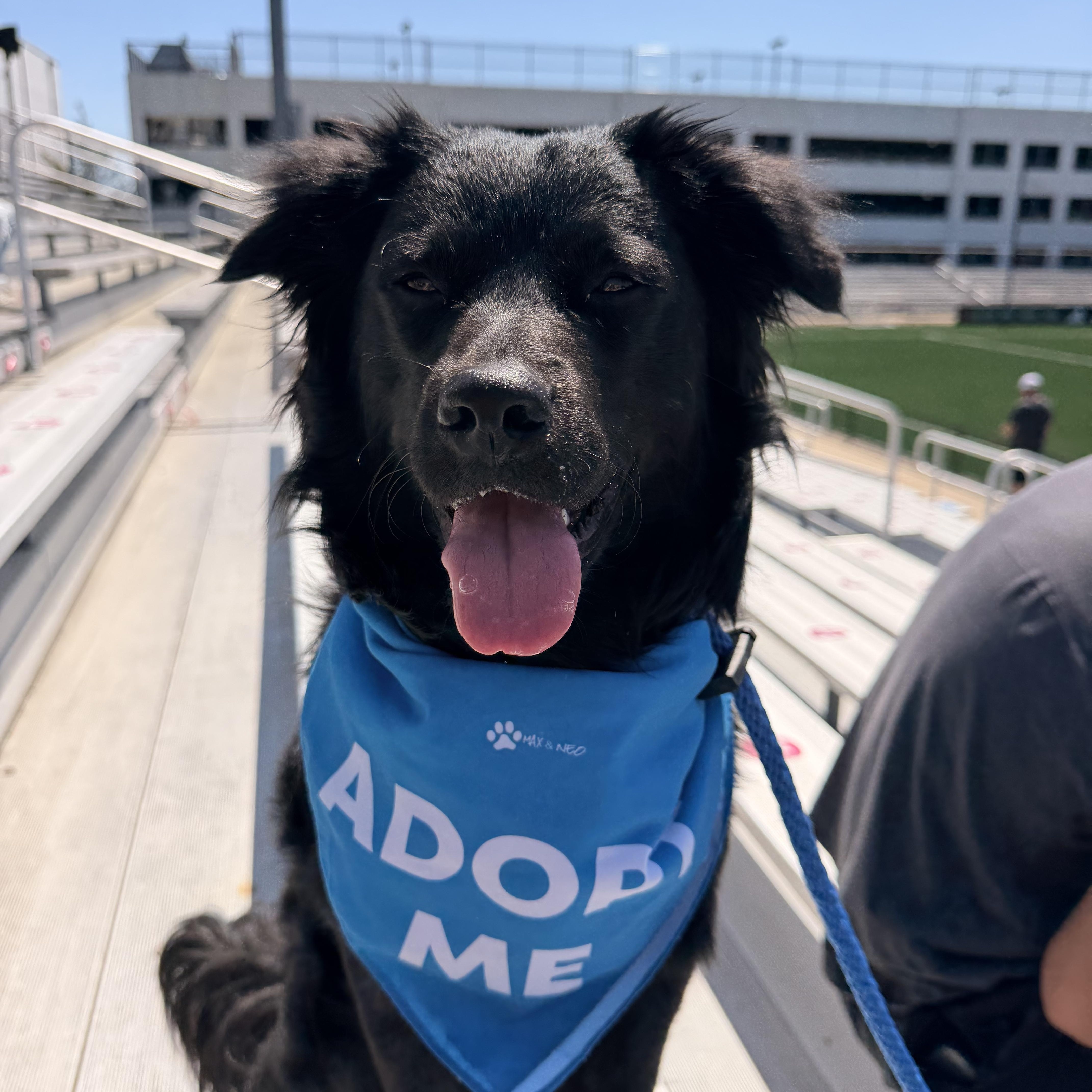 A young medium-sized male Black Australian Shepherd dog named Ositolittle Bear for adoption in Lake Forest, IL