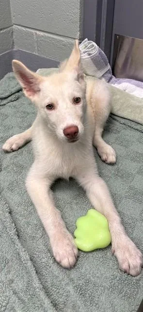 A baby small-sized female Siberian Husky dog named Patti for adoption in Geneva, IL