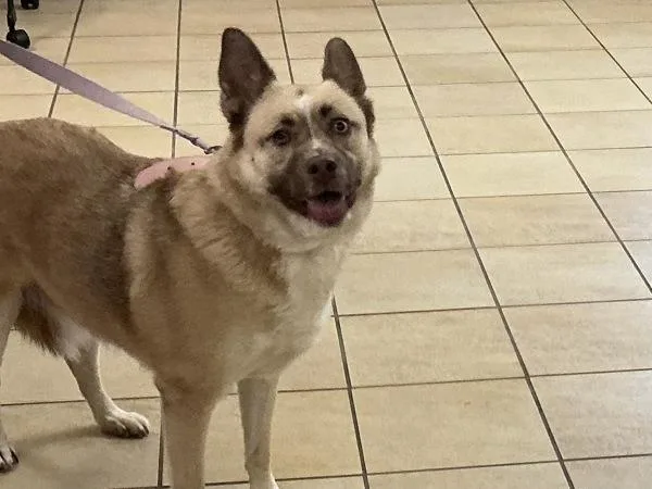 An adult large-sized female Shepherd dog named Sunday for adoption in Virginia Beach, VA