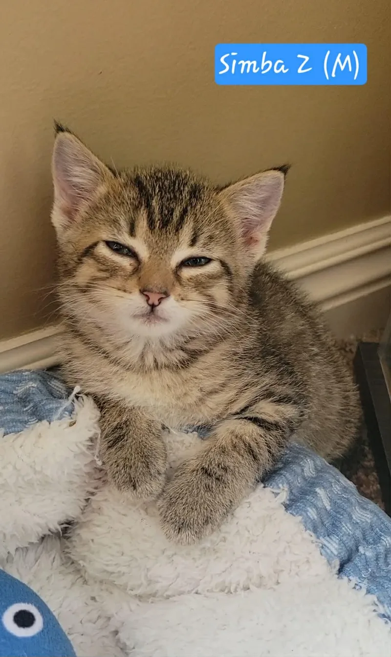 A baby medium-sized male Tabby (Brown / Chocolate) Tabby cat named Simba Z for adoption in Omaha, NE