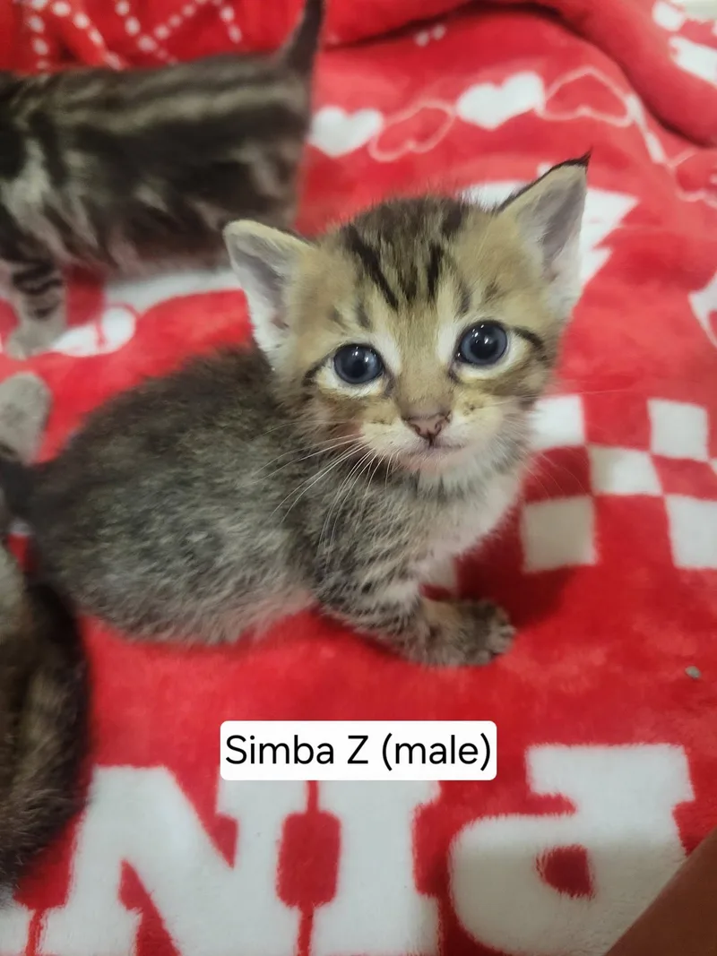 Simba Z thumbnail 2