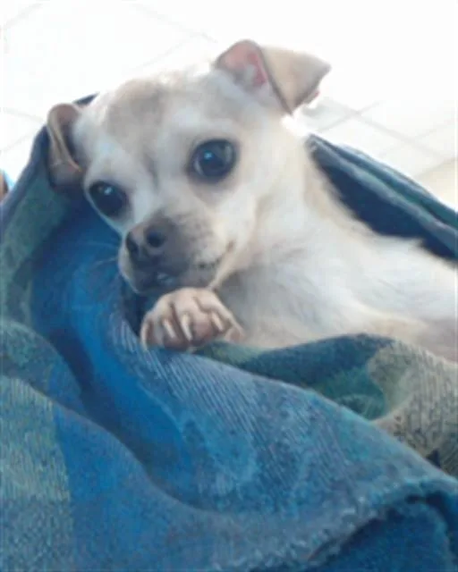 An adult small-sized male Chihuahua dog named A for adoption in Fayetteville, NC