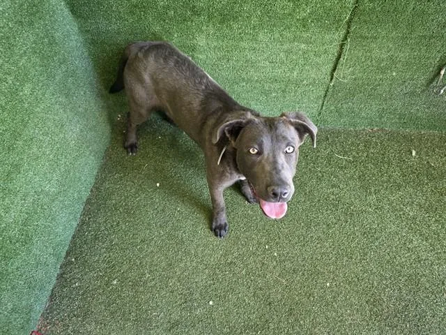A young large-sized female Cane Corso dog named Nova for adoption in Lancaster, CA