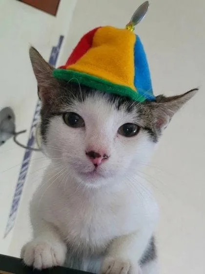 An adult small-sized male Domestic Short Hair cat named Mist for adoption in Berwick, PA
