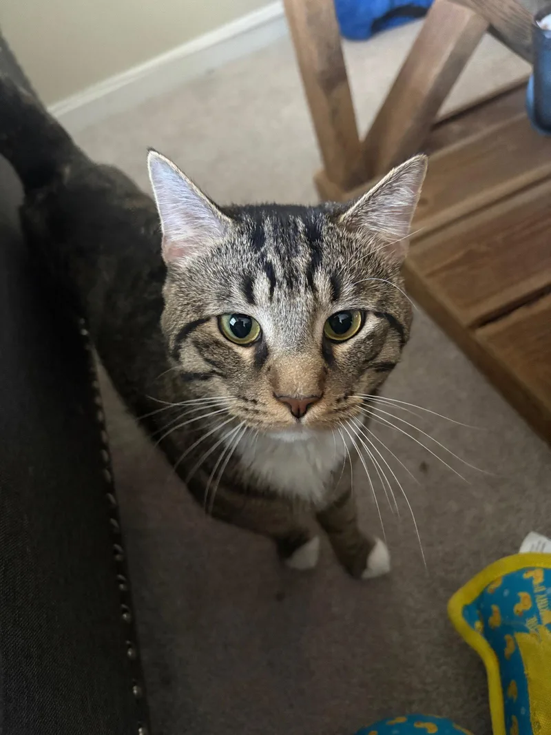 A young medium-sized male Domestic Short Hair cat named Milo for adoption in Reston, VA