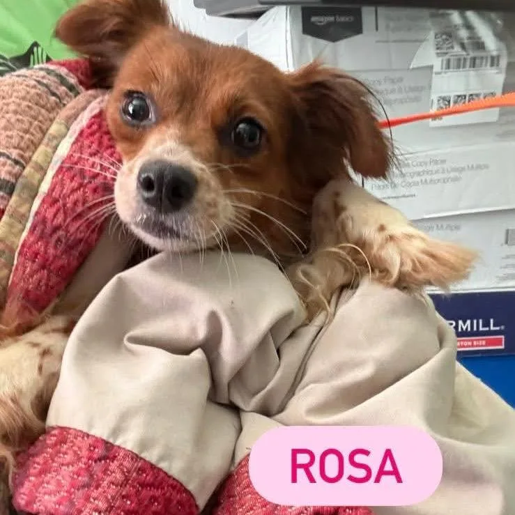 Rosa