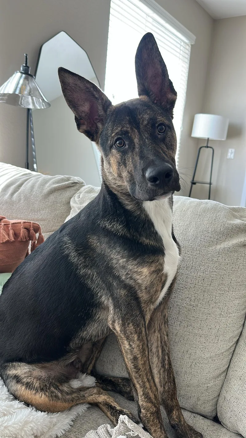 A young medium-sized male Mixed Breed dog named Cavatelli for adoption in Henderson, NV