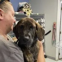 A baby medium-sized male Brindle Hound dog named Luka for adoption in Marble, NC