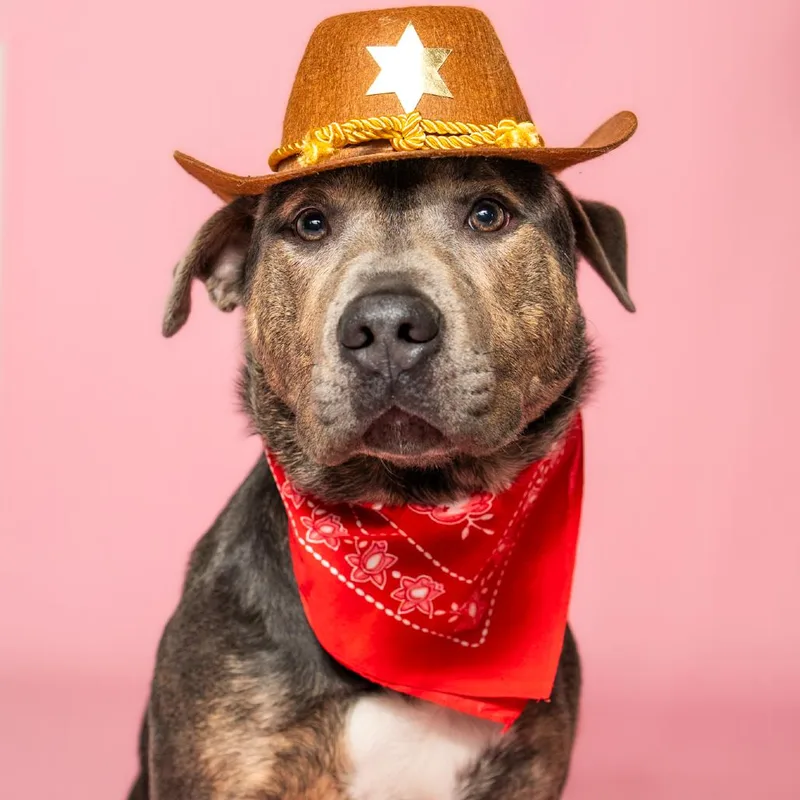 Mulligan thumbnail 2