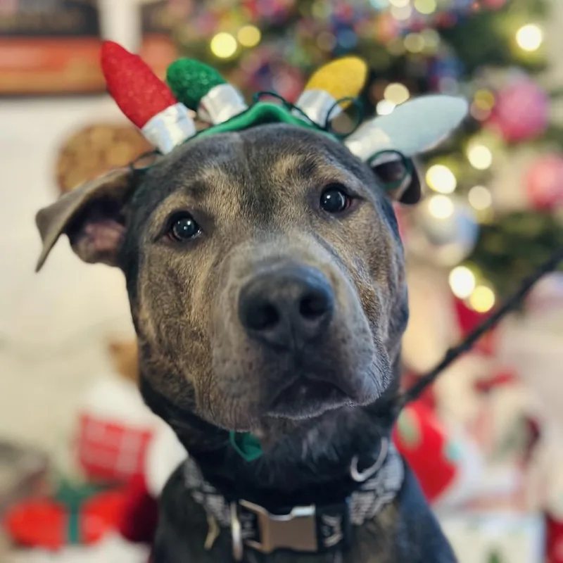 Mulligan thumbnail 4