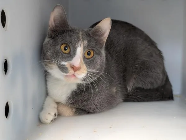 A young medium-sized female Domestic Short Hair cat named Lola Jewel for adoption in New York, NY