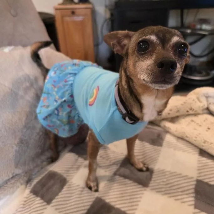 A senior small-sized female Black Chihuahua dog named Bell Bell D for adoption in Minnetonka, MN