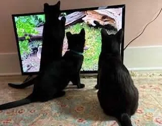 Buckeye Ii thumbnail 2