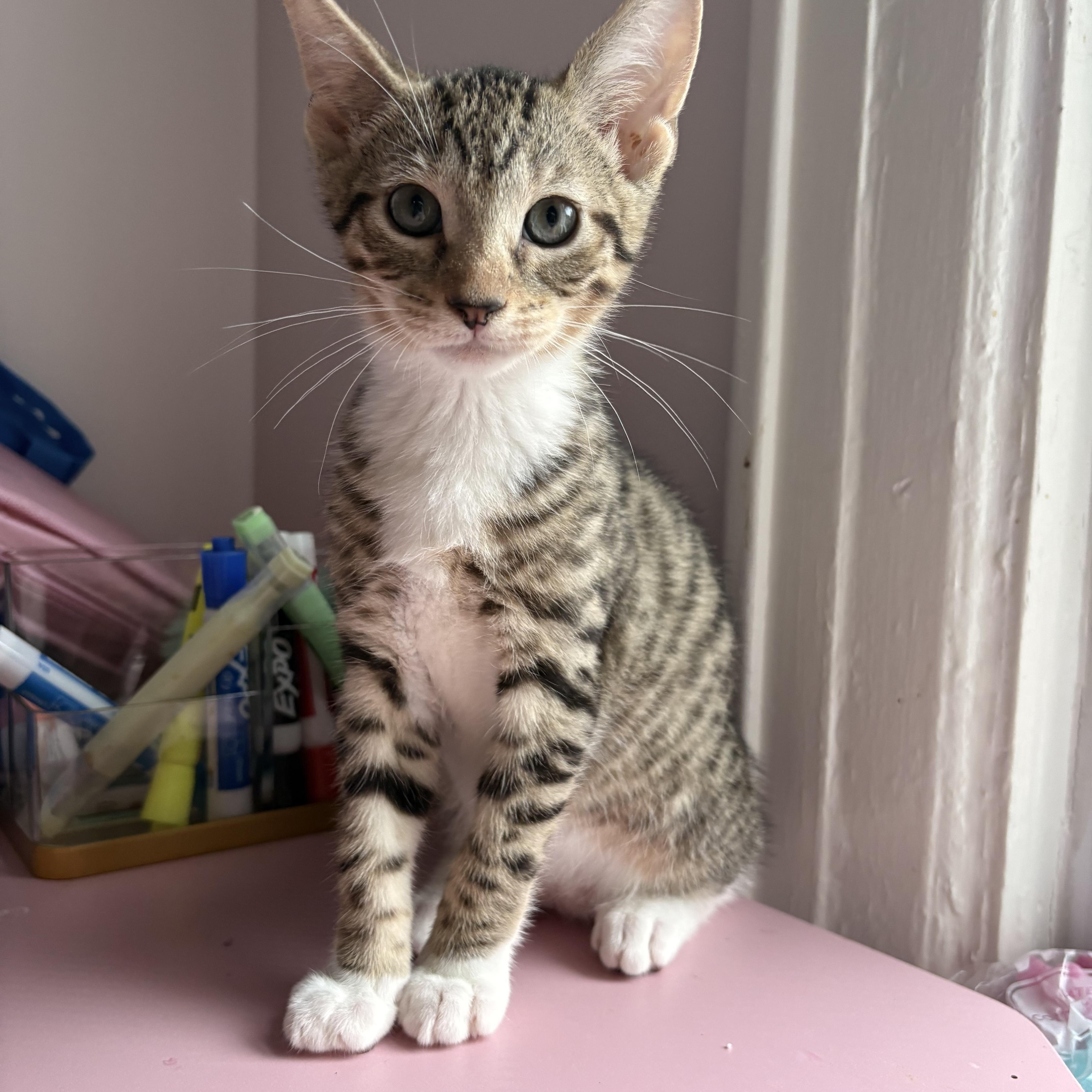 A baby medium-sized male Tabby cat named Atticus for adoption in Roslyn Heights, NY