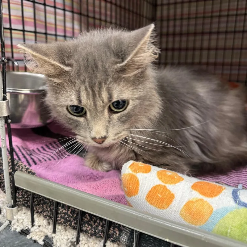 A young medium-sized female Gray / Blue / Silver Domestic Long Hair cat named Willow for adoption in Milford, IA