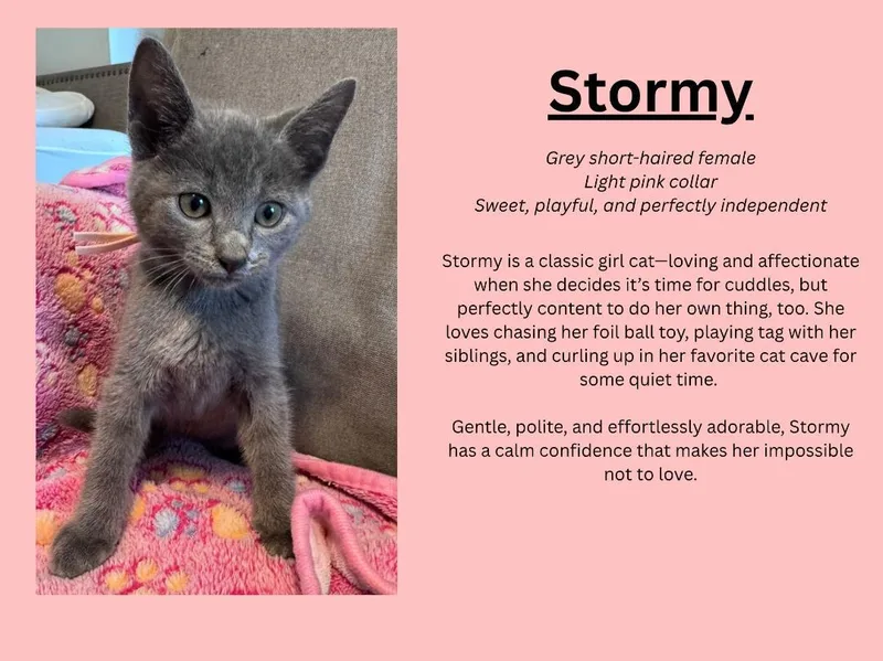 A baby medium-sized female Gray / Blue / Silver Domestic Short Hair cat named Stormy for adoption in Terrell, TX