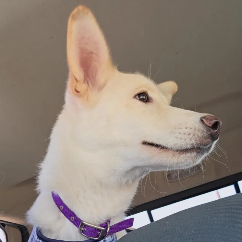 A young medium-sized female Husky dog named Sasha for adoption in Santa Clara, CA