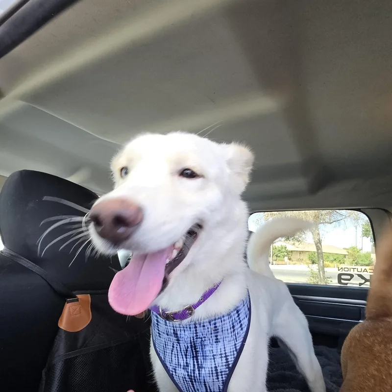 Sasha thumbnail 4