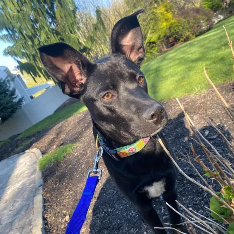 A young medium-sized female Black Mixed Breed dog named Winnie for adoption in Cranston, RI
