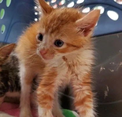 A young large-sized male Domestic Short Hair cat named Poppi for adoption in Kansas City, MO