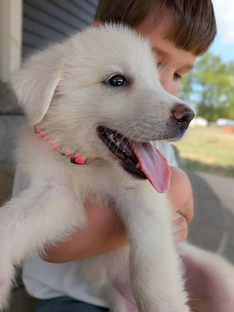 A baby extra large-sized female White / Cream Great Pyrenees dog named Bumble "Bea" for adoption in Spring hill, TN