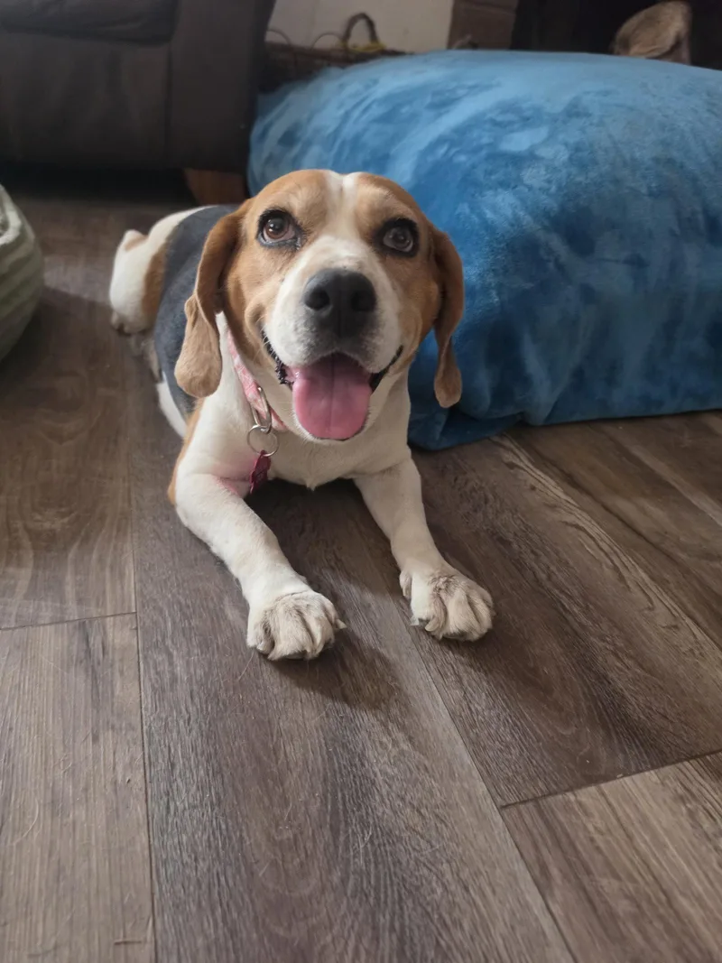 An adult medium-sized female Beagle dog named Taylor for adoption in Las Vegas, NV