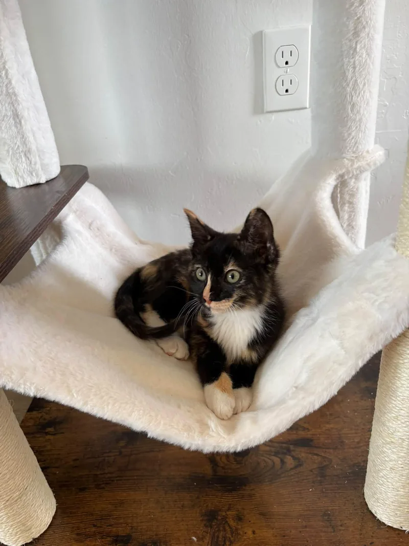 A baby small-sized female Domestic Short Hair cat named Clover for adoption in Oklahoma City, OK