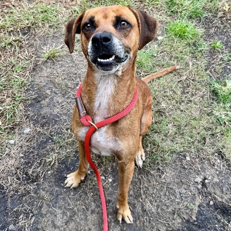 A senior medium-sized female Boxer dog named Roxy for adoption in Newport, NC