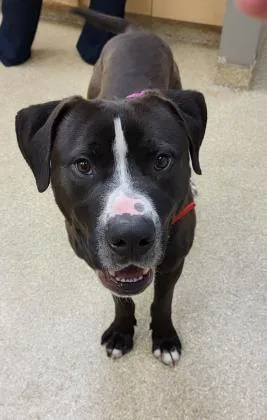 An adult large-sized male Mixed Breed dog named Woody for adoption in Munster, IN
