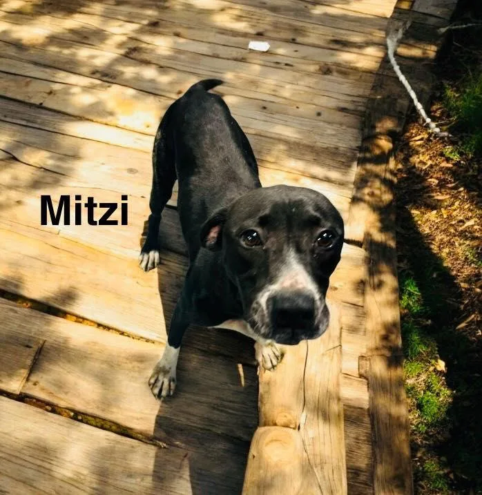 Mitzi