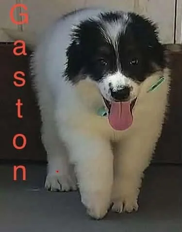Gaston