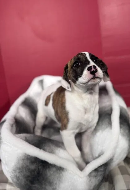 Bella Girl thumbnail 2