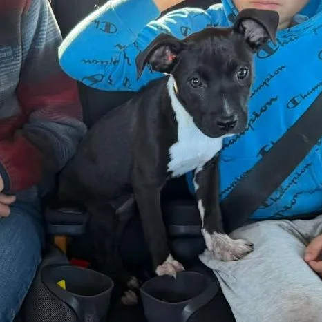 A baby medium-sized female Black Mixed Breed dog named Lana for adoption in Kansas City, MO